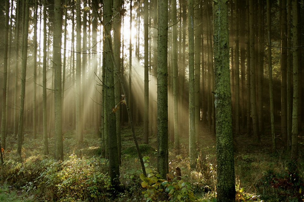 Auch der Wald erwacht