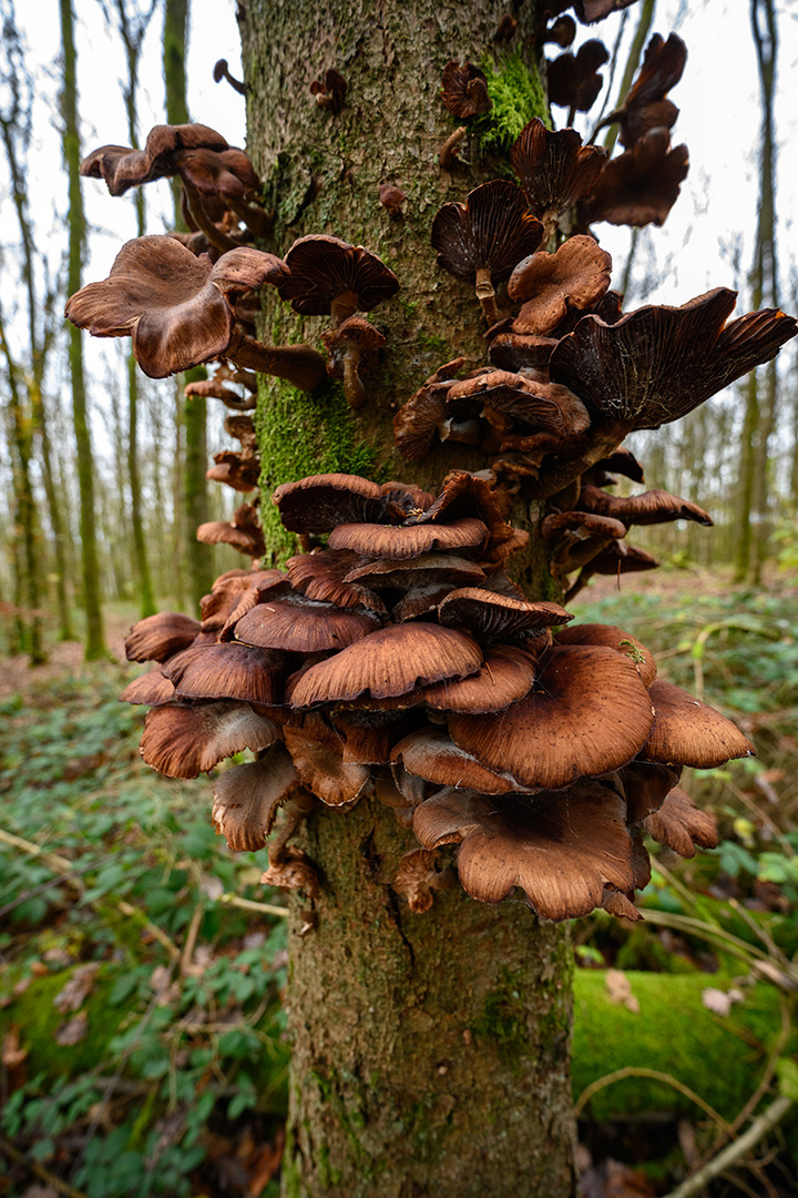 Auch der Wald hat seine Pandemie