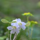 Auch der Waldklee in voller Blüte ...