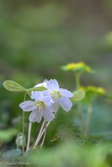 Auch der Waldklee in voller Blüte ...