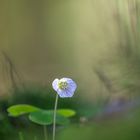 Auch der Waldklee in voller Blüte ...