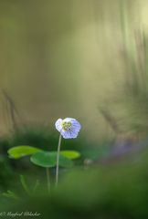 Auch der Waldklee in voller Blüte ...