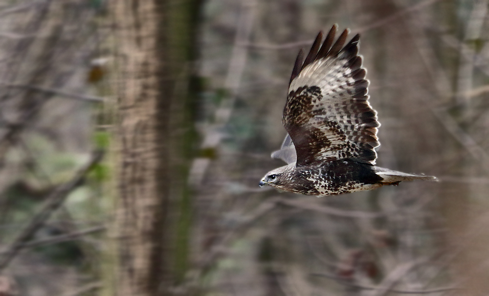 Auch der war "Mitten im Wald" (Dokubild)