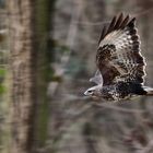 Auch der war "Mitten im Wald" (Dokubild)