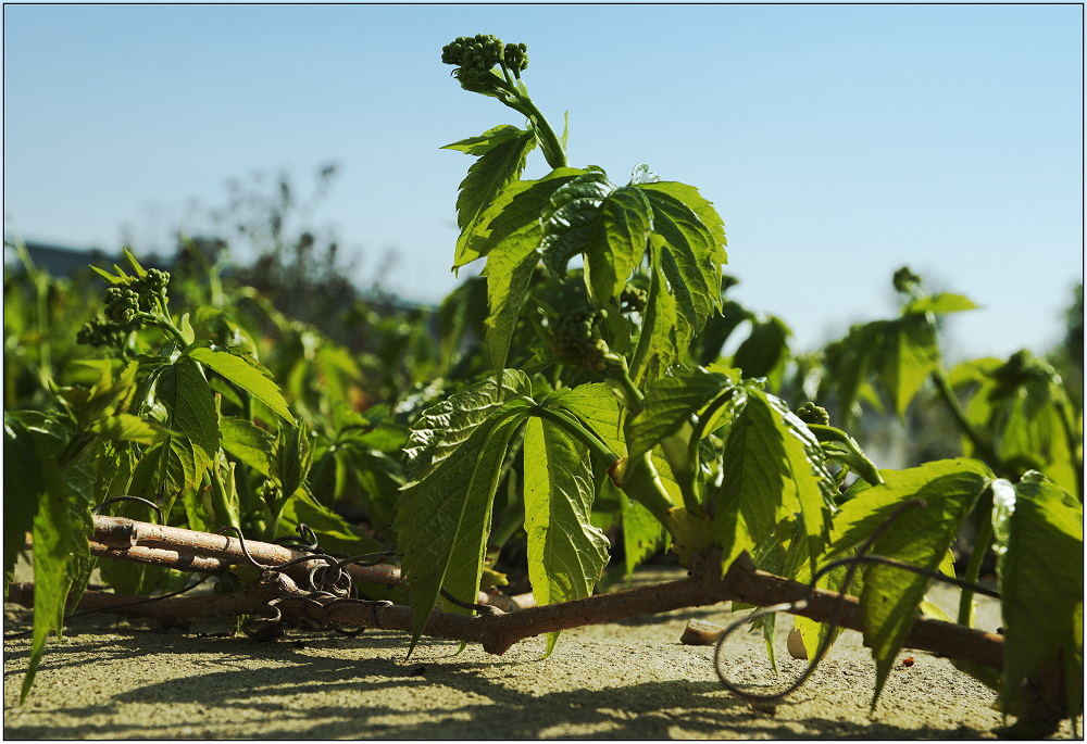 ... auch der wilde Wein beginnt zu knospen ...