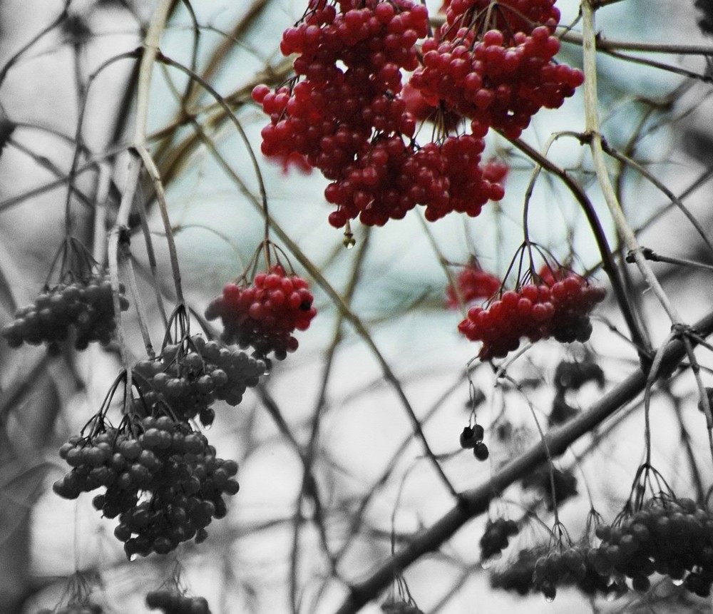 Auch der Winter hält noch Farbe bereit !!!