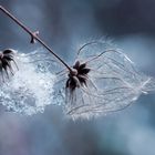 auch der Winter hat seine Schönheiten