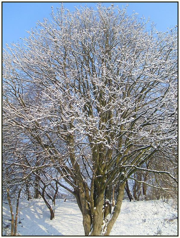 Auch der Winter kann schön sein