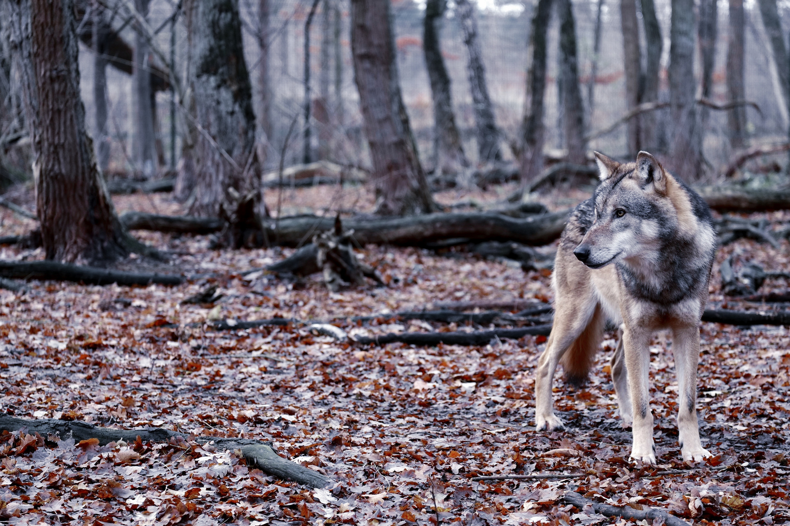 Auch der wohlerzogene Wolf wird kein Lamm.