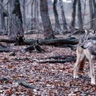 Auch der wohlerzogene Wolf wird kein Lamm.