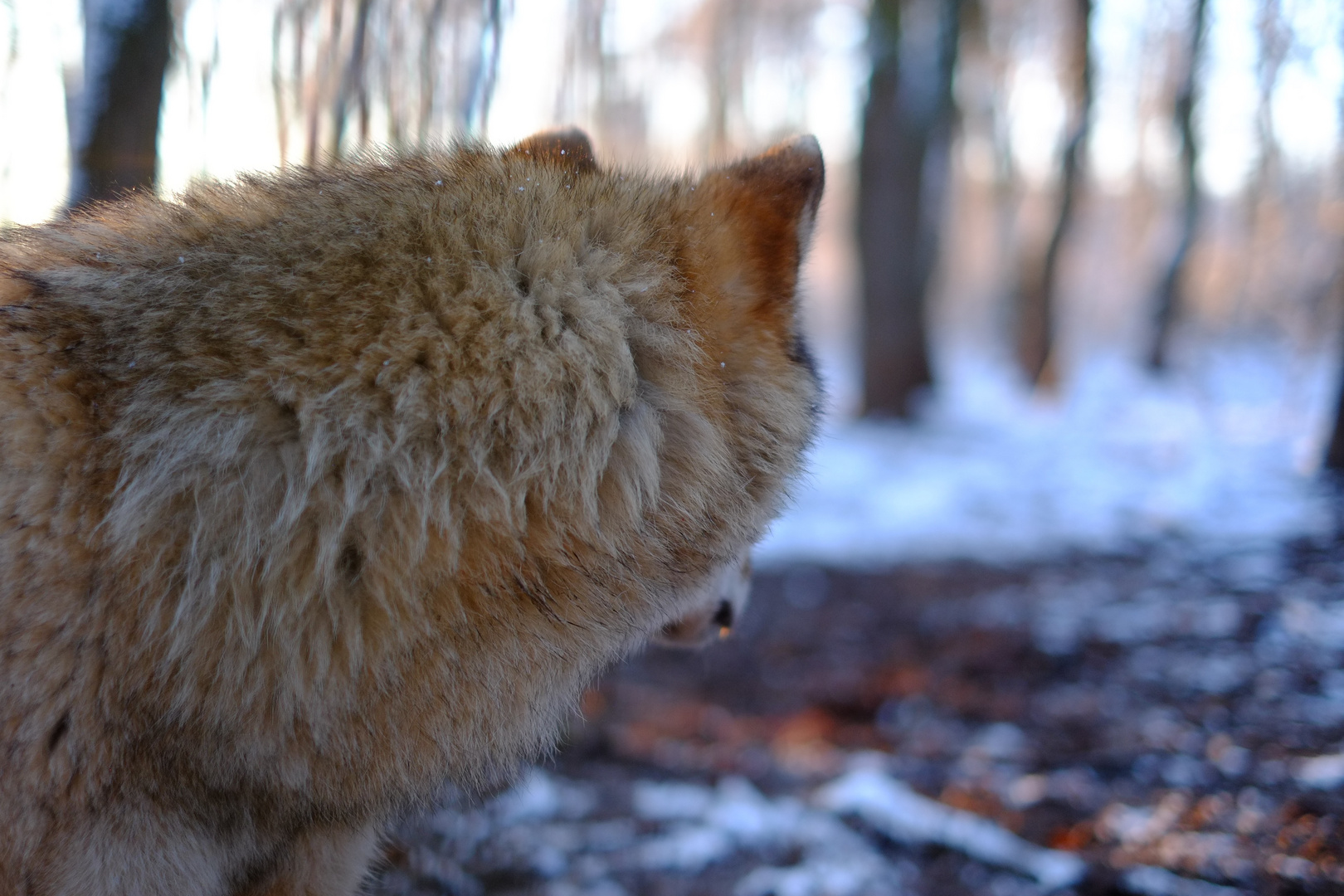 Auch der Wolf hinterläßt ein Zeichen