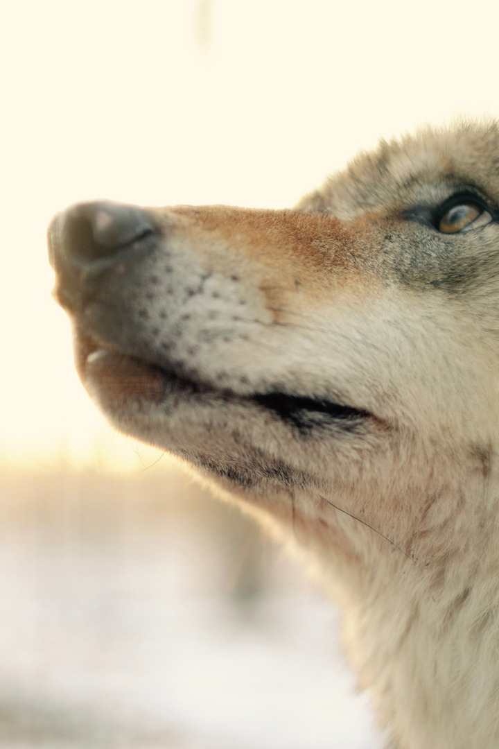 Auch der Wolf kommt auf den Geruch hin