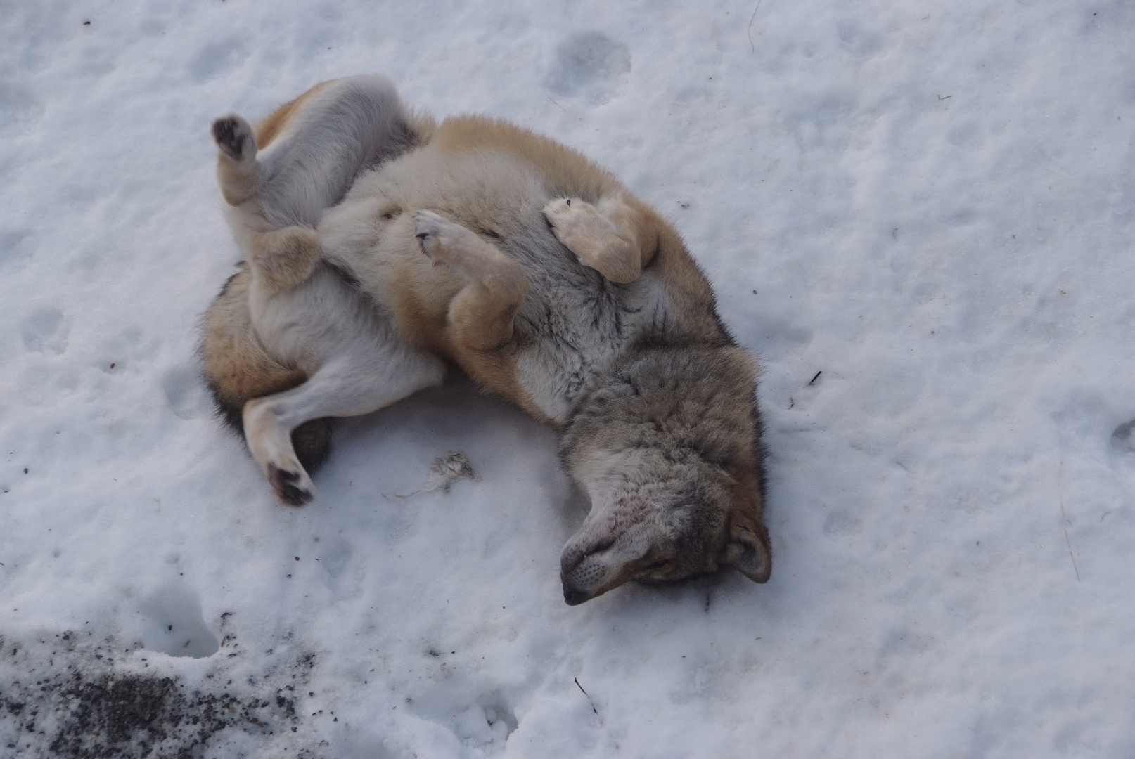 Auch der Wolf macht mal den "Wönz" - wenn es ihm gutgeht...