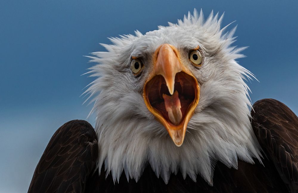 Auch der wünscht schöne Pfingsten Foto & Bild | tiere, zoo, wildpark