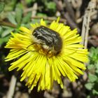  auch der zottige Rosenkäfer ist schon unterwegs 