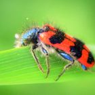 Auch der Zottiger Bienenkäfer 