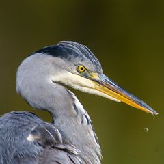 Auch der zweite Reiher