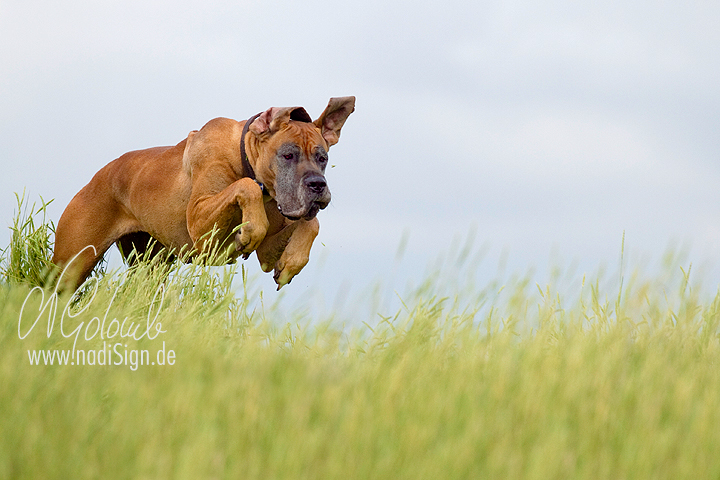 Auch Deutsche Doggen können fliegen ...