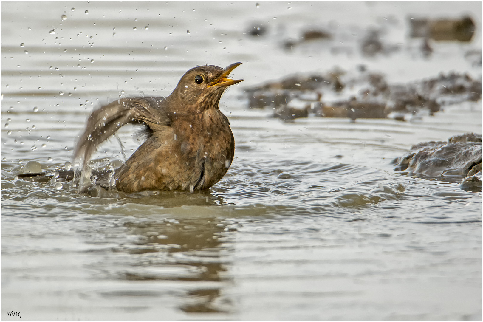 Auch die Amsel ...