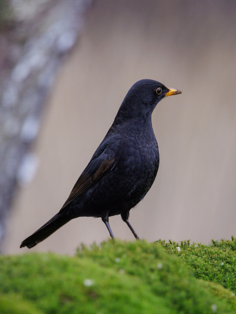 Auch die Amsel kann ein Foto-Model sein