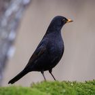 Auch die Amsel kann ein Foto-Model sein