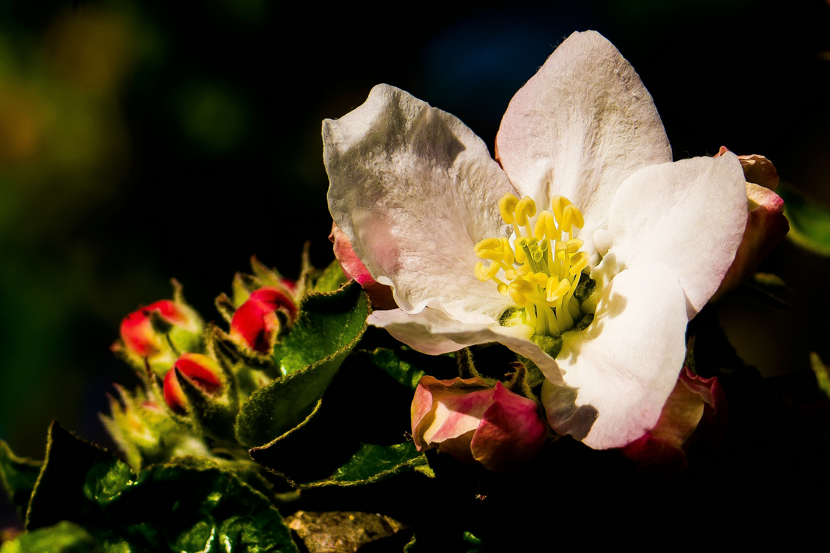 Auch die Apfelblüte hat bei uns jetzt begonnen.