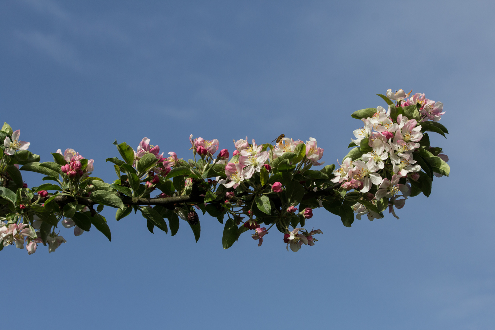 Auch die Apfelblüten kündigen den Beginn des Frühlings an