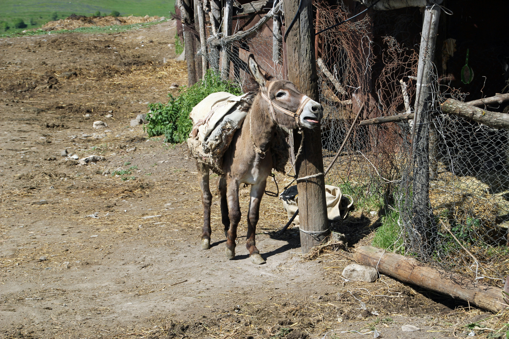 Auch die armenischen Esel schreien " IIIIIIAAAAA "! Foto & Bild tiere, haustiere, pferde, esel