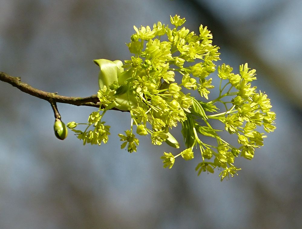 auch die Bäume blühen jetzt Foto & Bild | bäume, baum, frühling Bilder auf fotocommunity