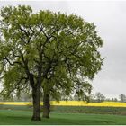 auch die Bäume werden grün