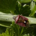 Auch die Beerenwanzen (Dolycoris baccarum) sind wieder da