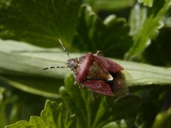 Auch die Beerenwanzen (Dolycoris baccarum) sind wieder da