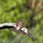 Auch die Beerenwanzen (Dolycoris baccarum) sind wieder da