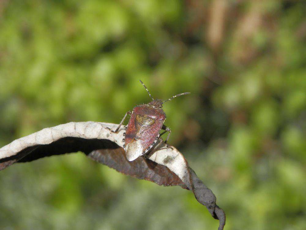 Auch die Beerenwanzen (Dolycoris baccarum) sind wieder da