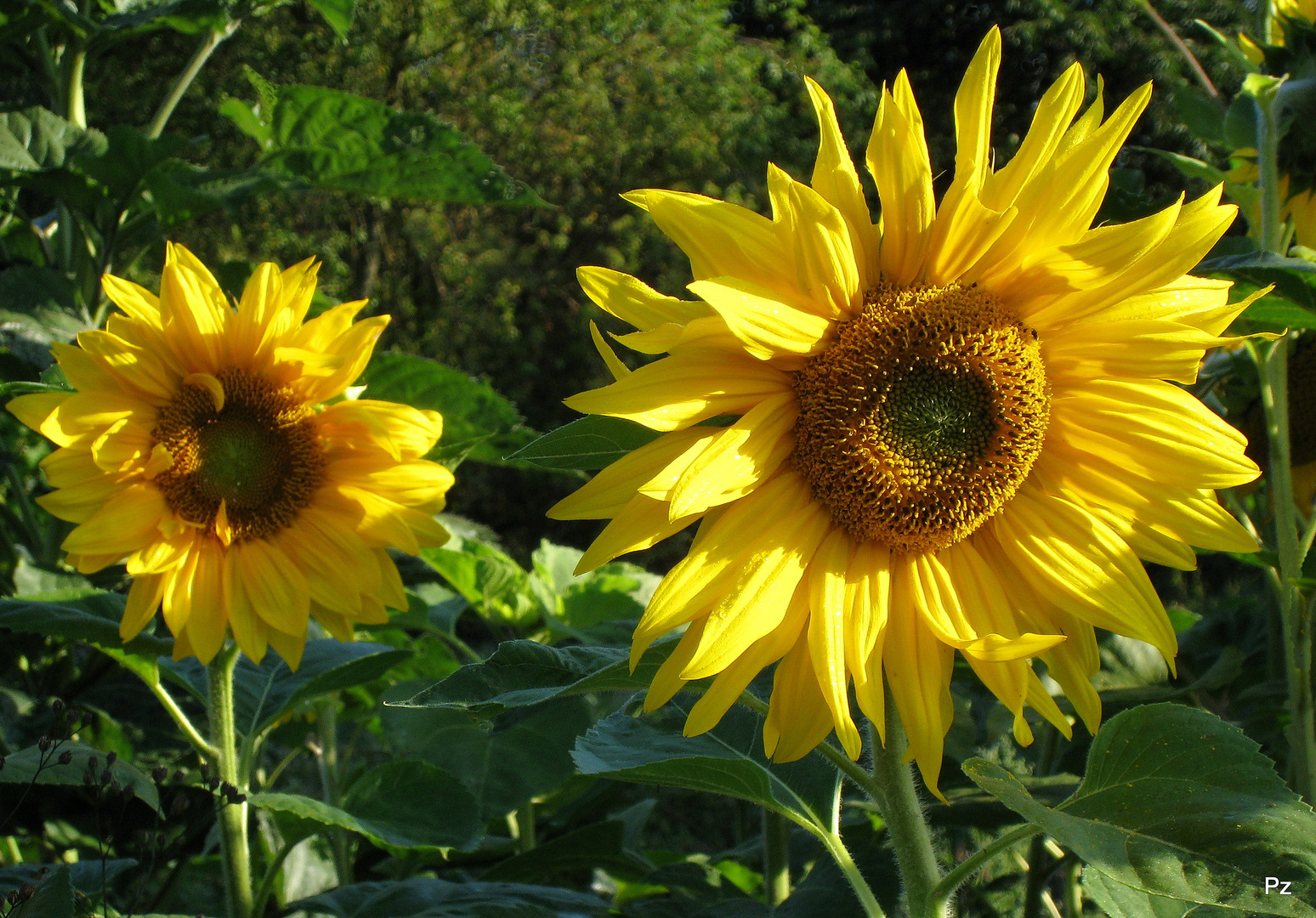 Auch die beiden Sonnenblumen ...