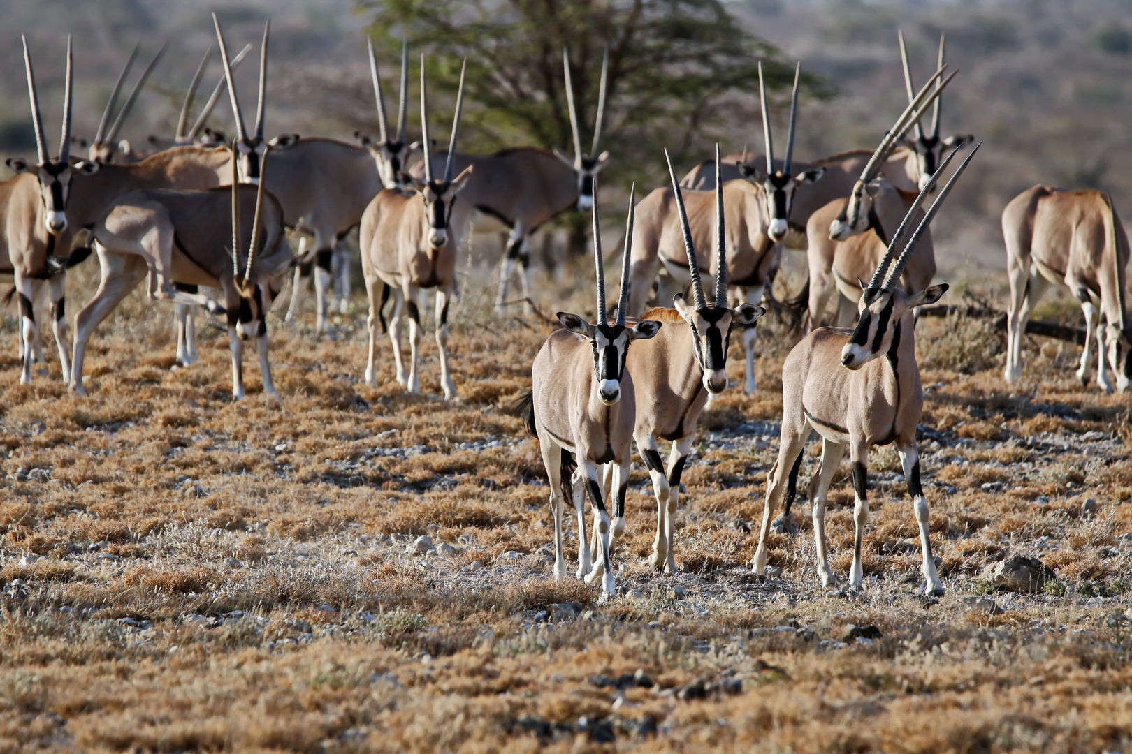 auch die Beisa-Oryx