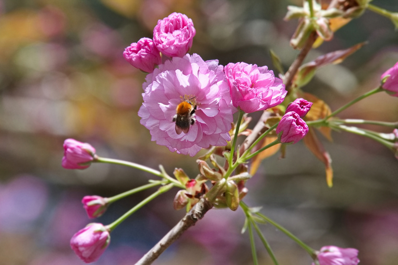 Auch die Bienchen