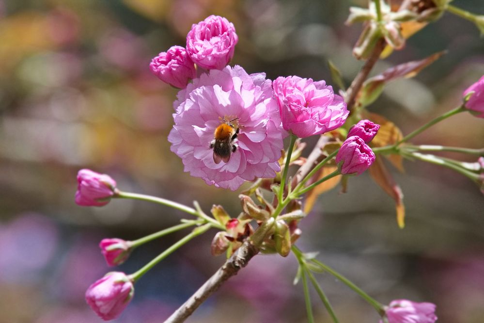 Auch die Bienchen