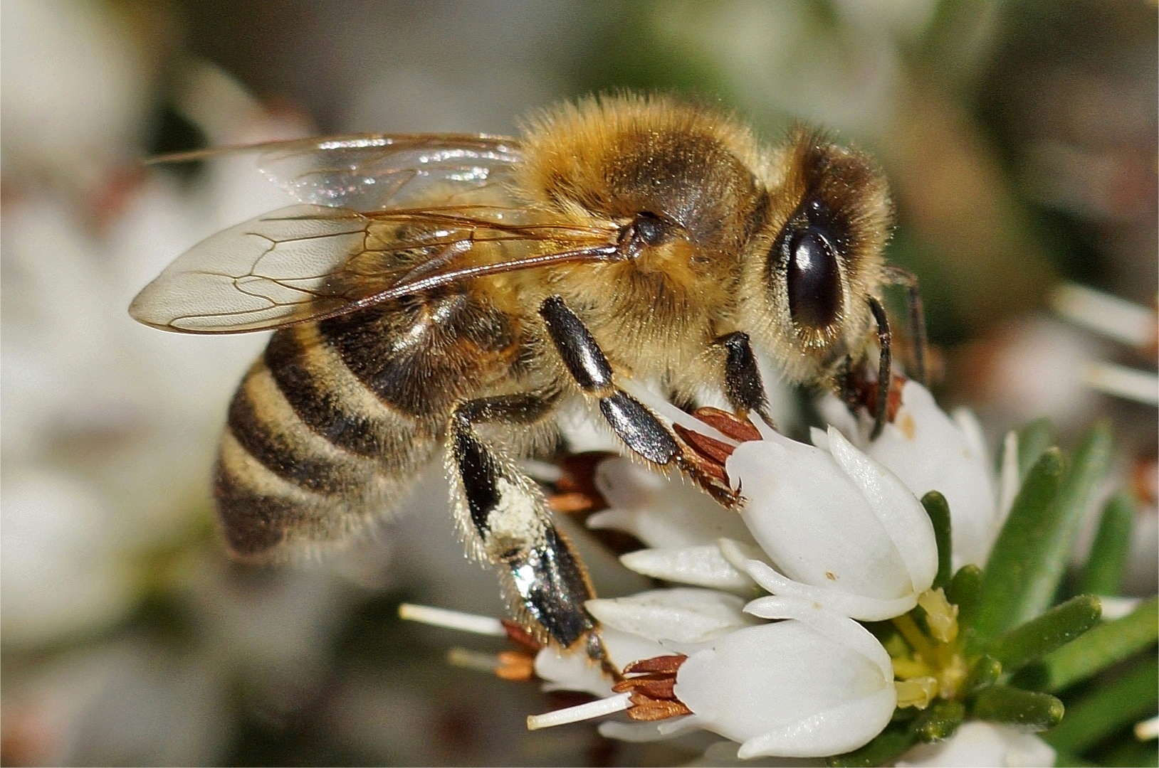 Auch die Biene freut sich: endlich Frühling, endlich wieder raus in die Natur