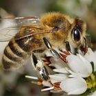 Auch die Biene freut sich: endlich Frühling, endlich wieder raus in die Natur