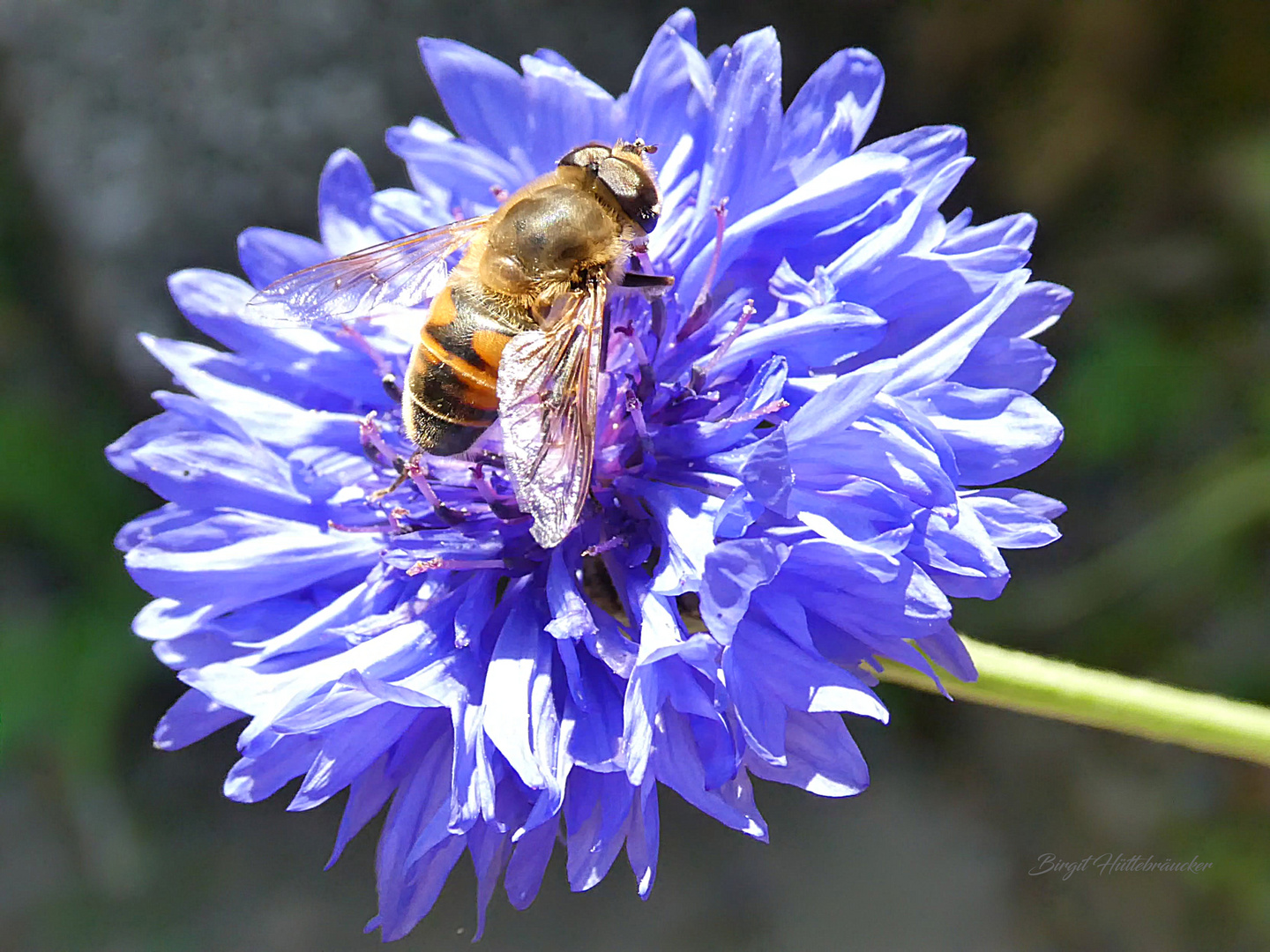 Auch die Biene mag es blau.