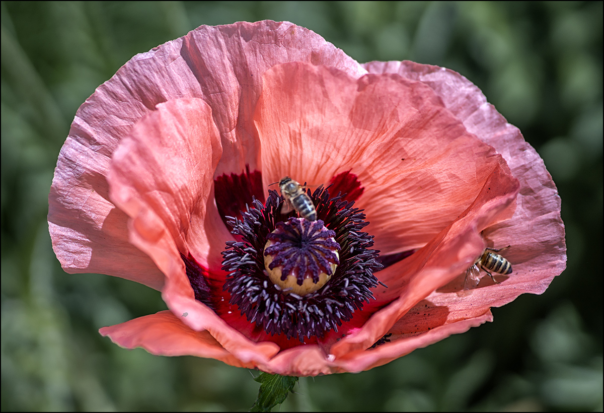 .auch die Bienen