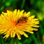 Auch die Bienen freuen sich über den Frühling :)