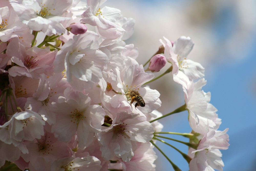 Auch die Bienen freuen sich über die tolle Blüte der Zierkirsche