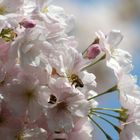 Auch die Bienen freuen sich über die tolle Blüte der Zierkirsche