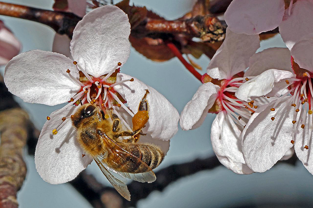 Auch die Bienen hatten die große Auswahl