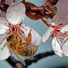 Auch die Bienen hatten die große Auswahl