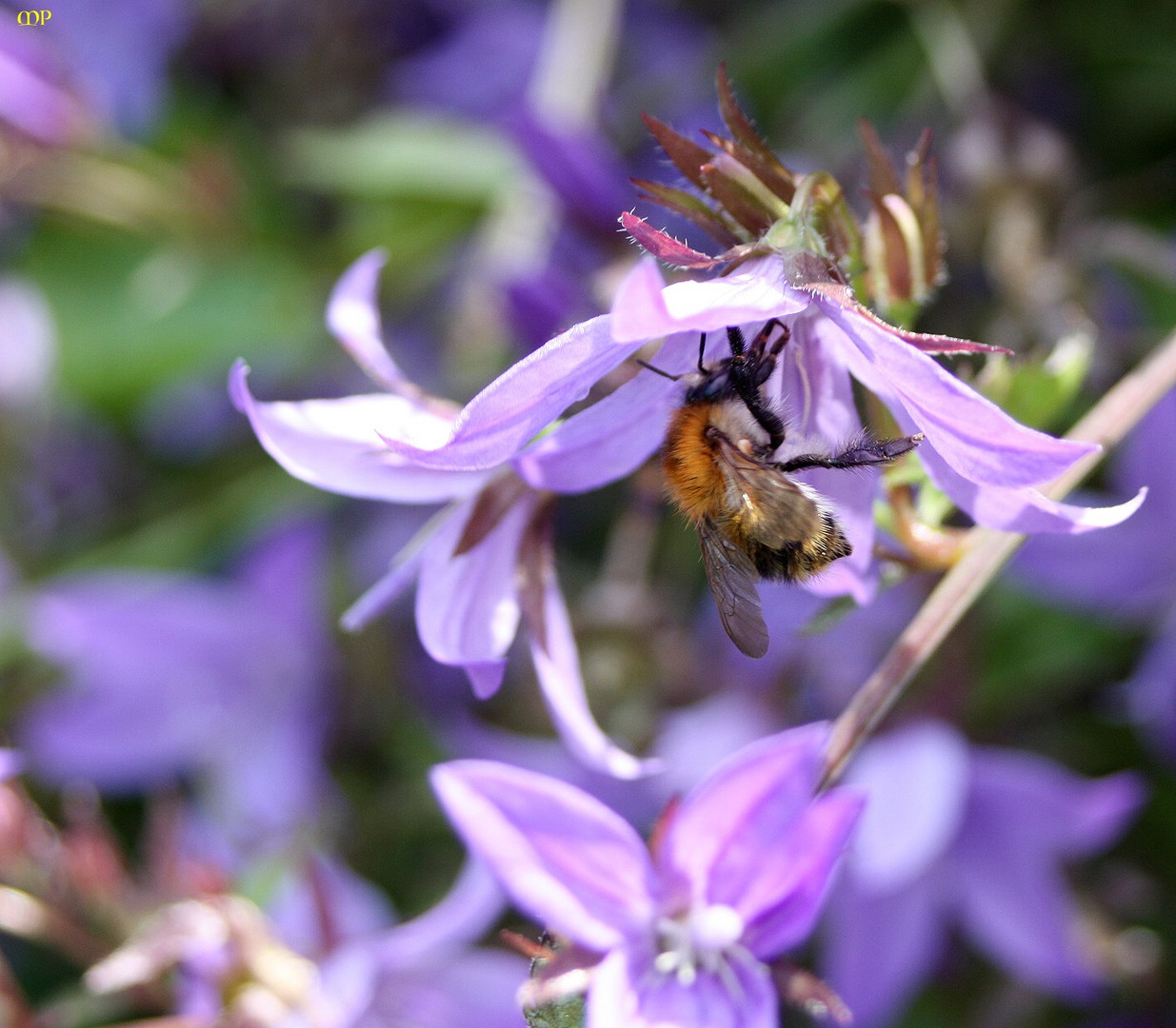 auch die Bienen lieben diese Farbe bei der Honigsuche