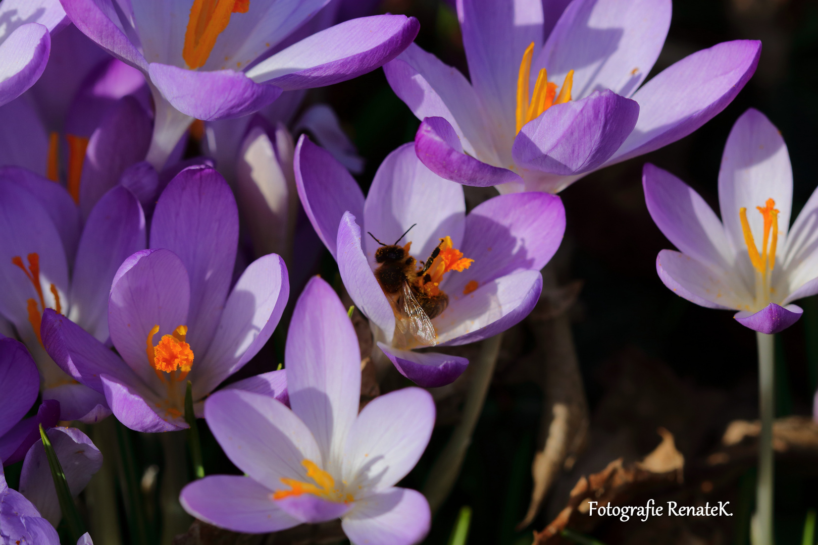 Auch die Bienen sind schon fleißig