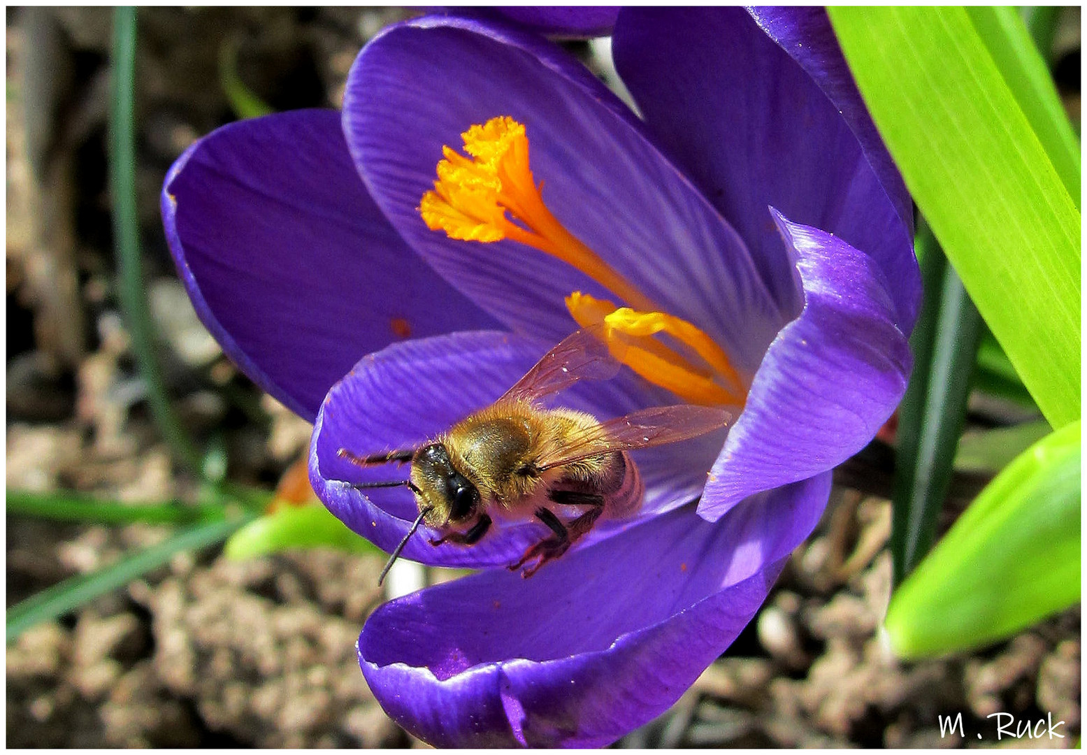 Auch die Bienen sind schon fleißig unterwegs  !